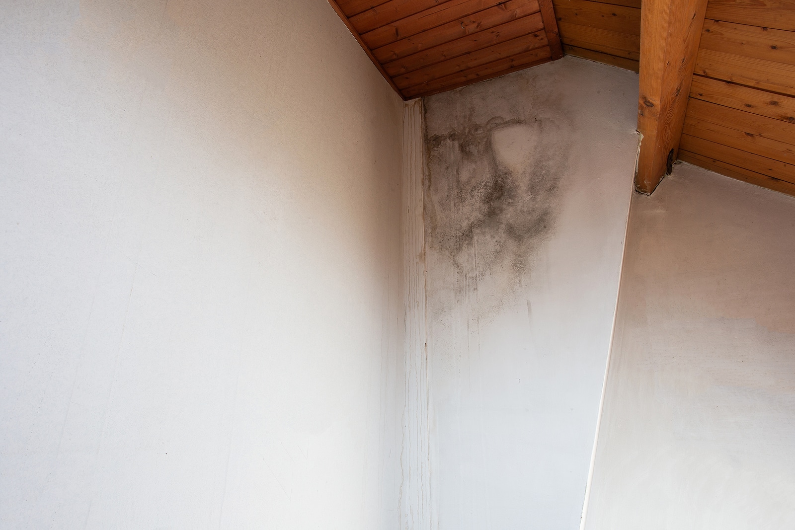 Moisture, Mildew, and Mold: Everything You Should Know