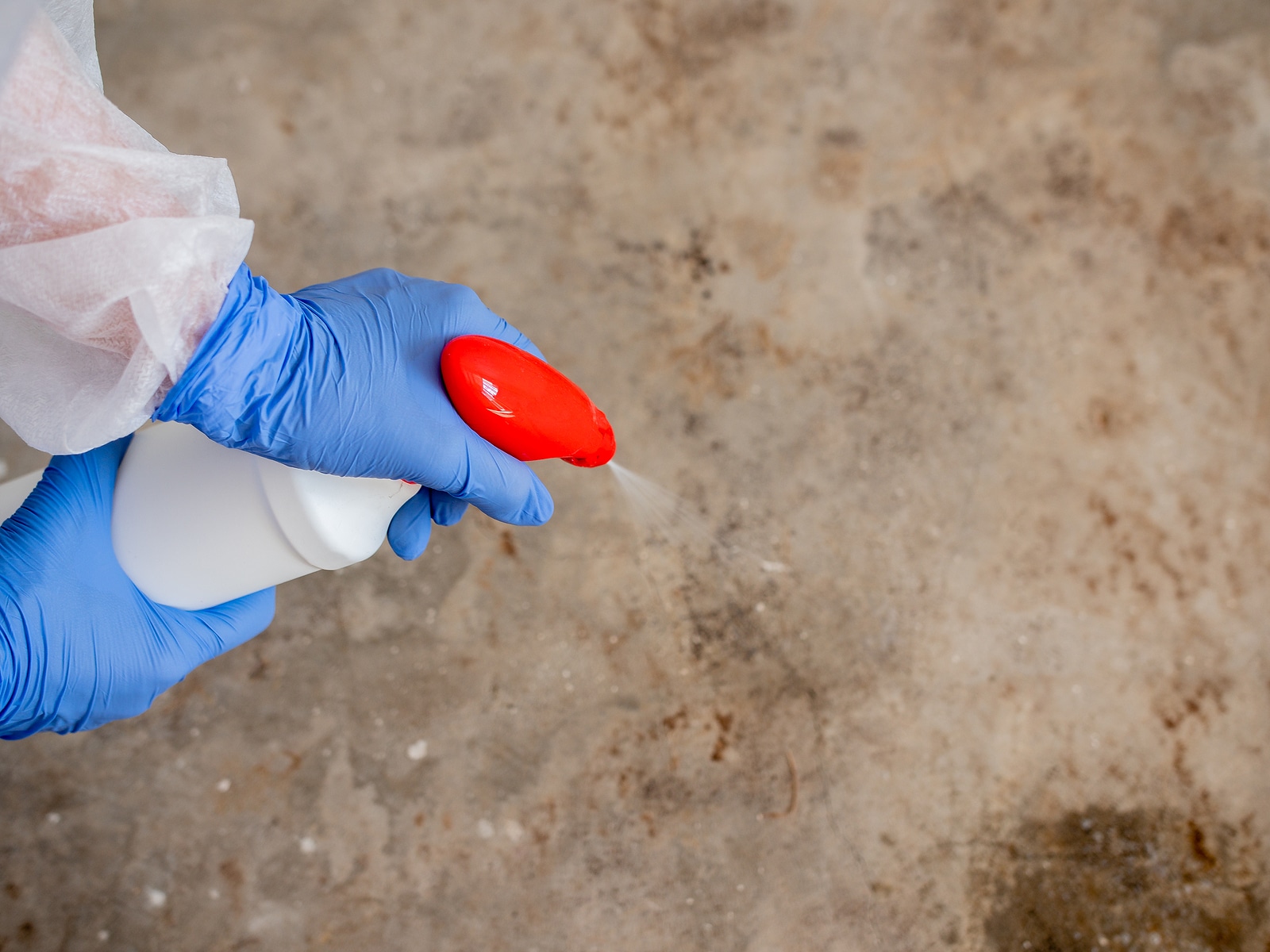 Answers to All Your Questions About Mold Inspections