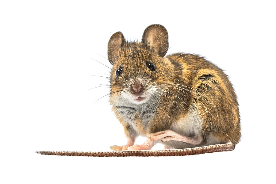 Who is responsible for identifying rodents?