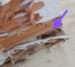 Dry wood termites eating wood
